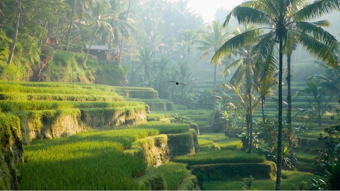 Bali : L’île des Dieux entre rizières, temples et plages paradisiaques (GUIDE)