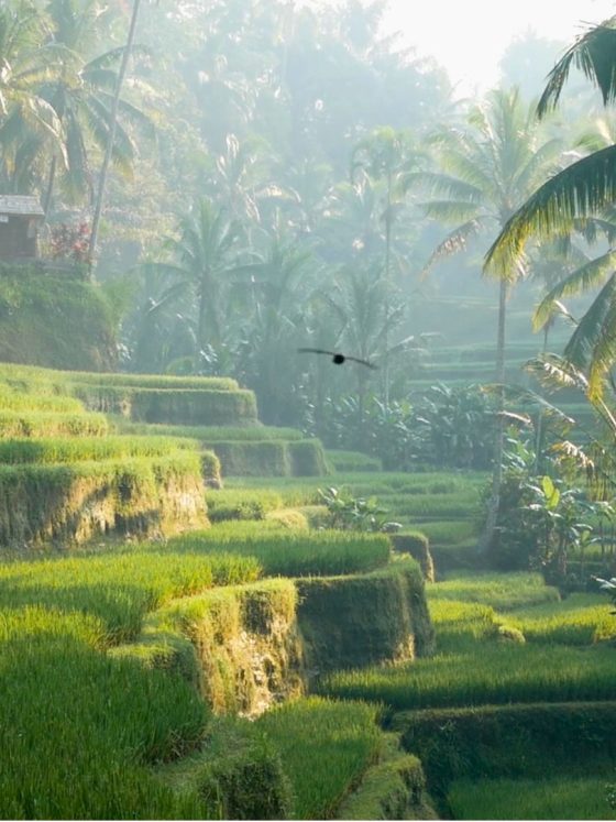 Bali : L’île des Dieux entre rizières, temples et plages paradisiaques (GUIDE)